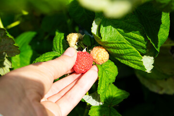 A hand is carefully picking ripe and juicy raspberries among vibrant green leaves in a sunlit garden setting