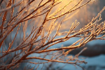 Obraz premium Frost glistens on branches as the sun rises, illuminating the serene winter scenery in a tranquil environment Generative AI