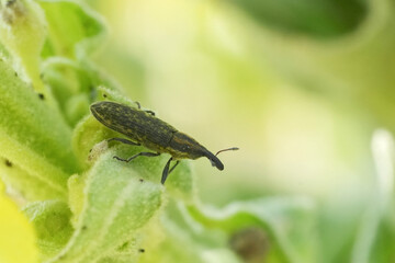 Closeup on a small weevil beetle species, Lixus filiformis, which feeds on foliage and peduncles of various Asteraceae plants including thistles