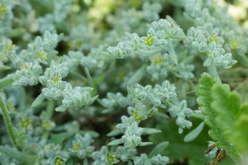 Closeup on the grey foliage of the Gray Rupturewort or blue heal healing herb, Herniaria incana