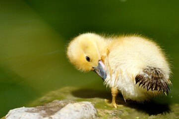 Close-up of a duck near the water