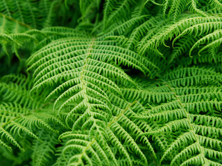 Several layers of bright green fern fronds intertwine, creating a lush natural texture. The light plays across the leaves, highlighting the delicate venation and intricate details.