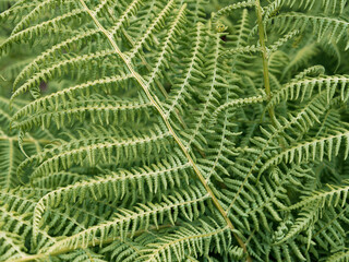Fresh, vibrant green fern leaves create a rich textured background. Ideal for nature-themed designs or websites.