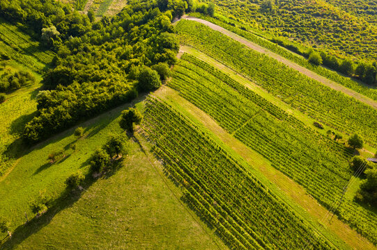 Picturesque vineyards in Plesivica in Croatia, popular Croatian wine region, idyllic landscape 