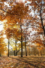 Fototapeta premium Autumnal park with bright orange-yellow foliage trees, sunny natural background. beautiful harmony autumn landscape. fall season concept