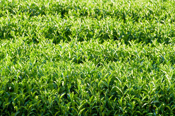 Fototapeta premium Kyoto Uji, green tea fields