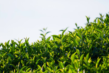 Obraz premium Kyoto Uji, green tea fields