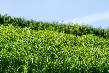 Fototapeta premium Blue skies and tea fields: the scenery of Uji, Kyoto