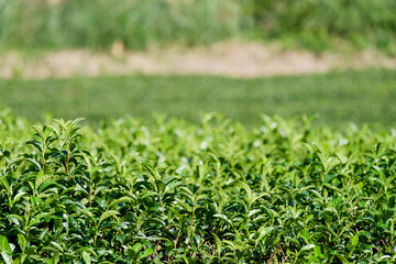 Kyoto Uji, green tea fields
