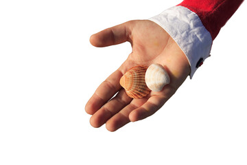 Hand holding seashells by the sea, a symbol of summer vacation. Close-up of a hand holding two...