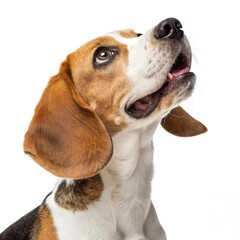 Playful Beagle Looking Up Isolated on White
