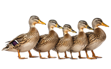Group of Ducks Quacking Together on white background