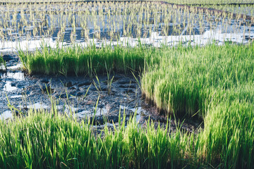 Vibrant Green Young Rice Plants Thriving in Waterlogged Paddy Field Under Sunlight