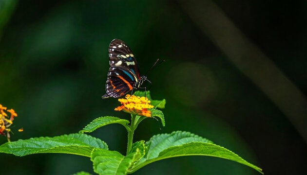 A vibrant butterfly with black, orange, and blue wings rests on a yellow flower, set against a blurred green background - Powered by Adobe