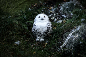 Funny Owl  - Chouette en Finlande