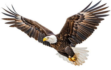 Obraz premium Majestic Bald Eagle with Outstretched Wings on white background