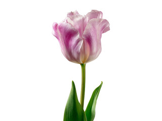 Single pink tulip flower isolated on black background, Isolated On White Background, Png Transparent