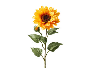 Naklejka premium Single sunflower bloom isolated on black background, Isolated On White Background, Png Transparent