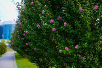 Alley with Pink Flowers