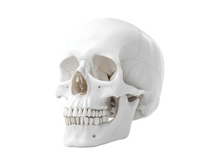 Obraz premium Human skull anatomy model isolated on black background, Isolated On White Background, Png Transparent