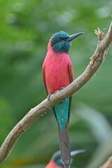 A Northern Carmine Bee-Eater perched