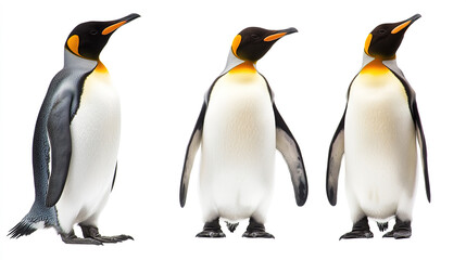 Fototapeta premium Three penguins displayed against white background