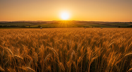 Obraz premium Golden wheat field at sunset: A picturesque agricultural landscape view