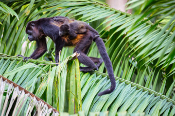 Hower monkey with a baby climbing a palm tree close to Cahuita National Park in Costa Rica