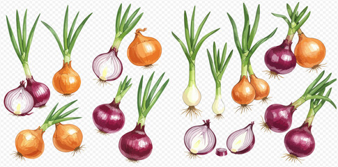 A detailed illustration set of fresh red, yellow, and white onions with green sprouts, shown whole and sliced.