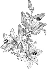 Vector arrangement of elegance lilies isolated.