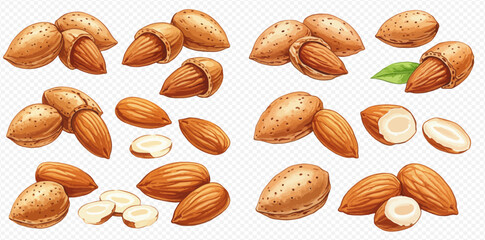 A collection of realistic almond illustrations showing whole nuts in shells, cracked open, peeled kernels, and sliced pieces on a transparent background.