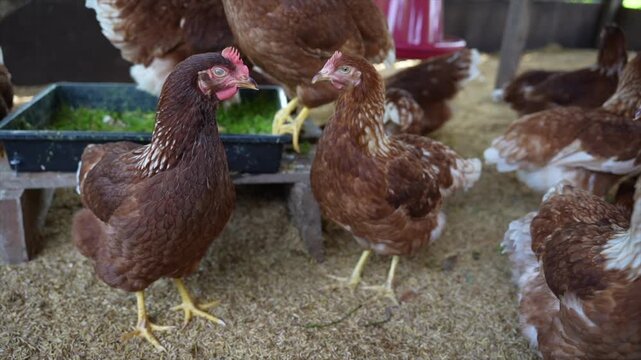 Close up of a hen in a chicken farm. Organic farm concept. Organic living. Asian farming. Chicken eggs. Farm
