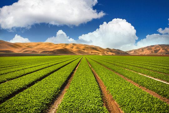 Salinas Valley California green lettuce rows in agricultural field