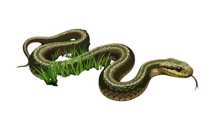 Obraz premium green snake in grass transparent background vector illustration for design projects