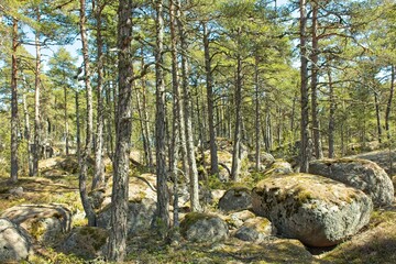 Forest on the island of Suuri-Pisi on a sunny spring day, Virolahti, Finland.
