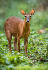 deer in the woods