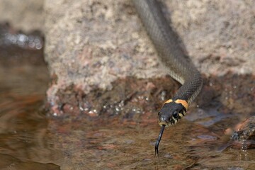 Grass snake (natrix natrix), sometimes called the ringed snake or water snake on a rock on the seashore in spring, Leervik, Virolahti, Finland.
