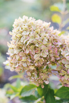 Panicle Hydrangea Pixio, Hydrangea Paniculata, Blooming in Garden, Close Up