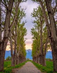 Serene path lined with trees leading to mountains at sunset