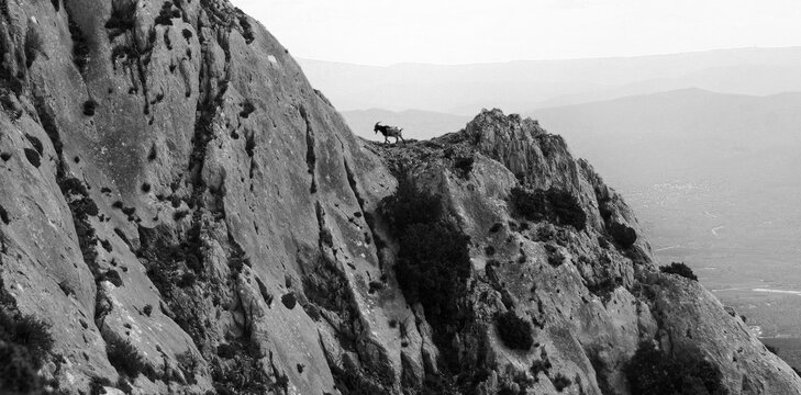 Sainte Victoire et sa biquette