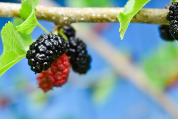 Mulberry