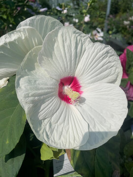 Sumpfeibisch (Hibiscus moscheutos) &ndash; gro&szlig;e wei&szlig;e Bl&uuml;te mit pinkfarbenem Herz in Nahaufnahme, sommerliche Garten- und Zierpflanze