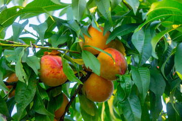 Beautiful and juicy peaches on a tree in the garden