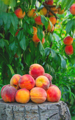 Peaches on a wooden stump in a peach orchard