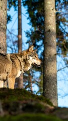 A wolf stands alert on a mossy hilltop in a forest