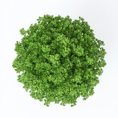 Obraz premium Overhead View Of A Lush Green Circular Tree On A White Background