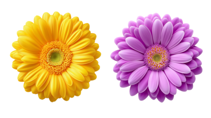 Daisy flower purple ,red,yellow,white, pink,violet, Lavender and  peach collection on transparent background.