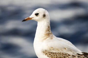 The head of a large beautiful seagull in close-up