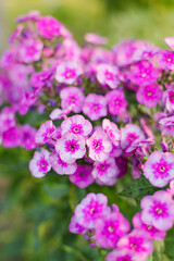 Phlox paniculata Classic Cassis in full bloom