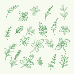 Fresh Herb Variety Collection for Culinary Excellence.
